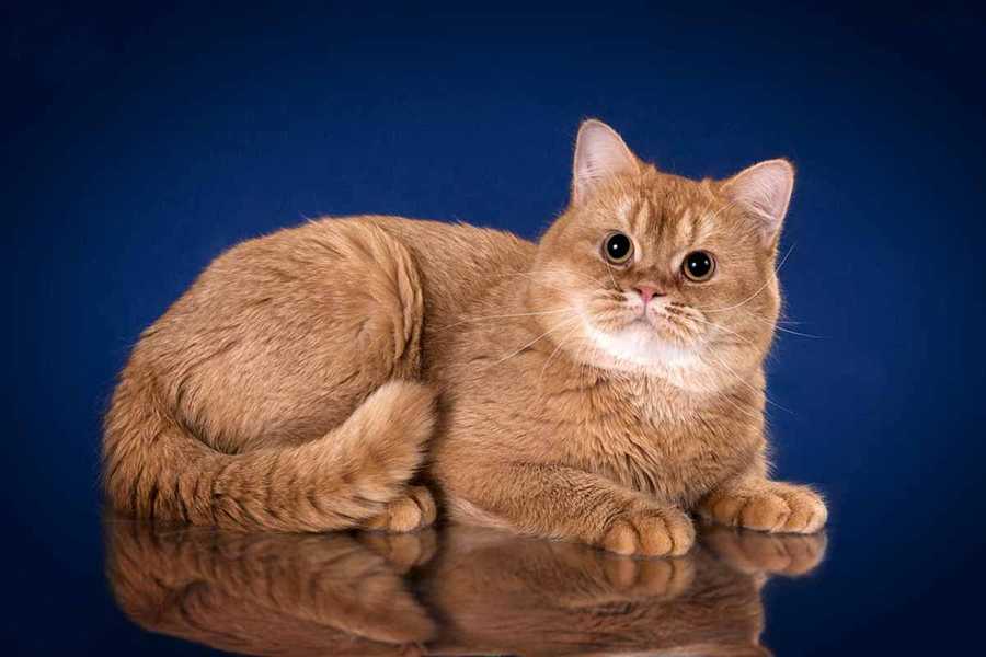рыжая британская кошка
