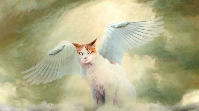 кошка ангел