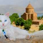 Кошка в Армении
