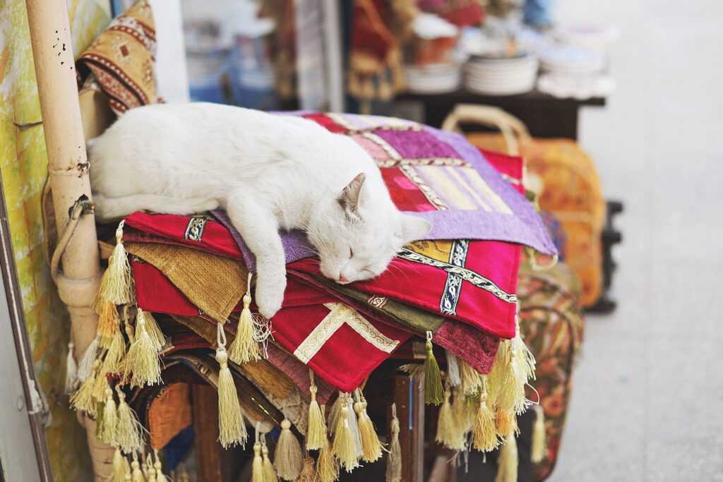 Кошка спит в Турции