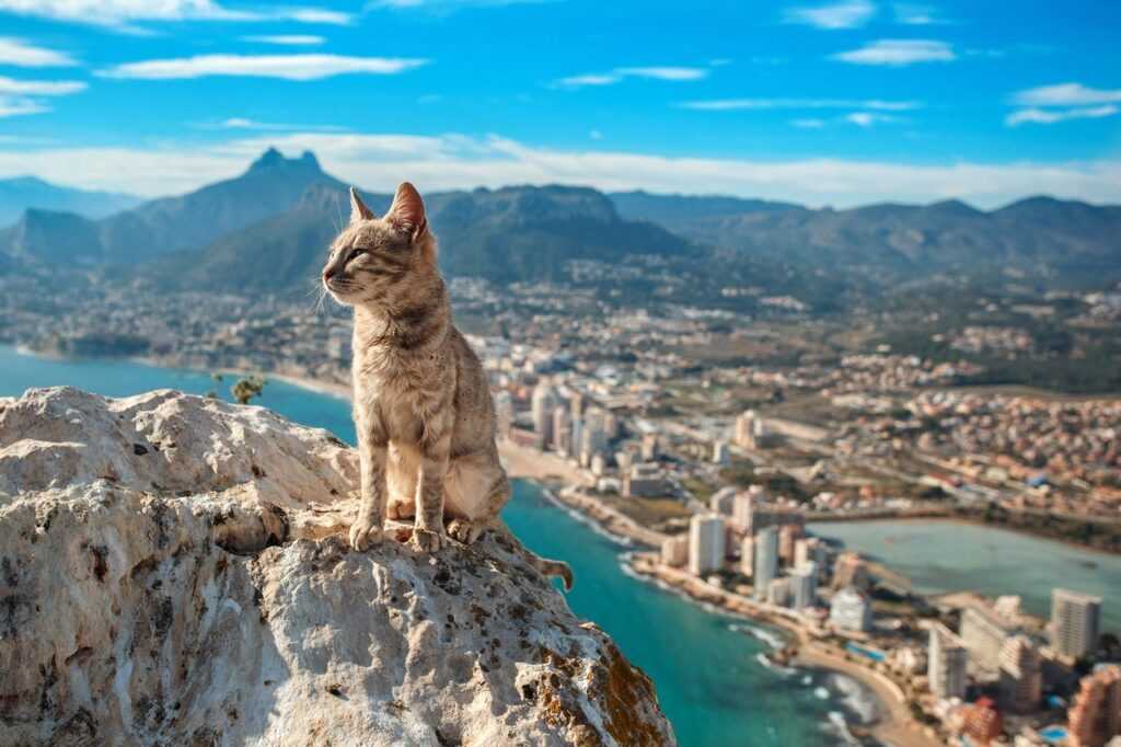 кошка на фоне турции