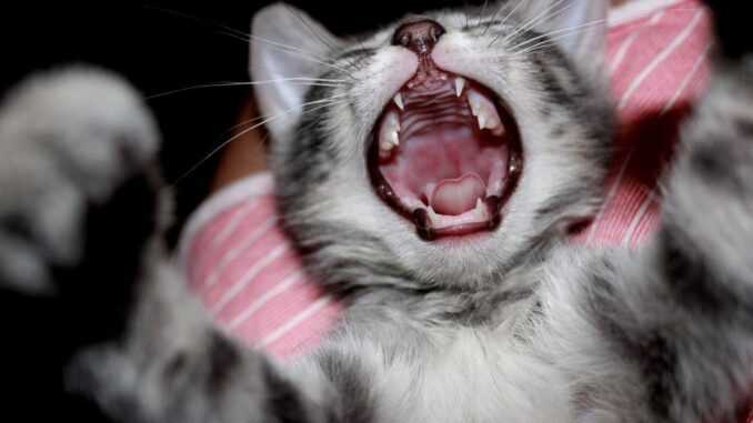 зубы кота