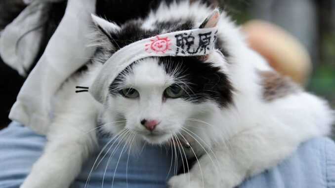 кошка самурай