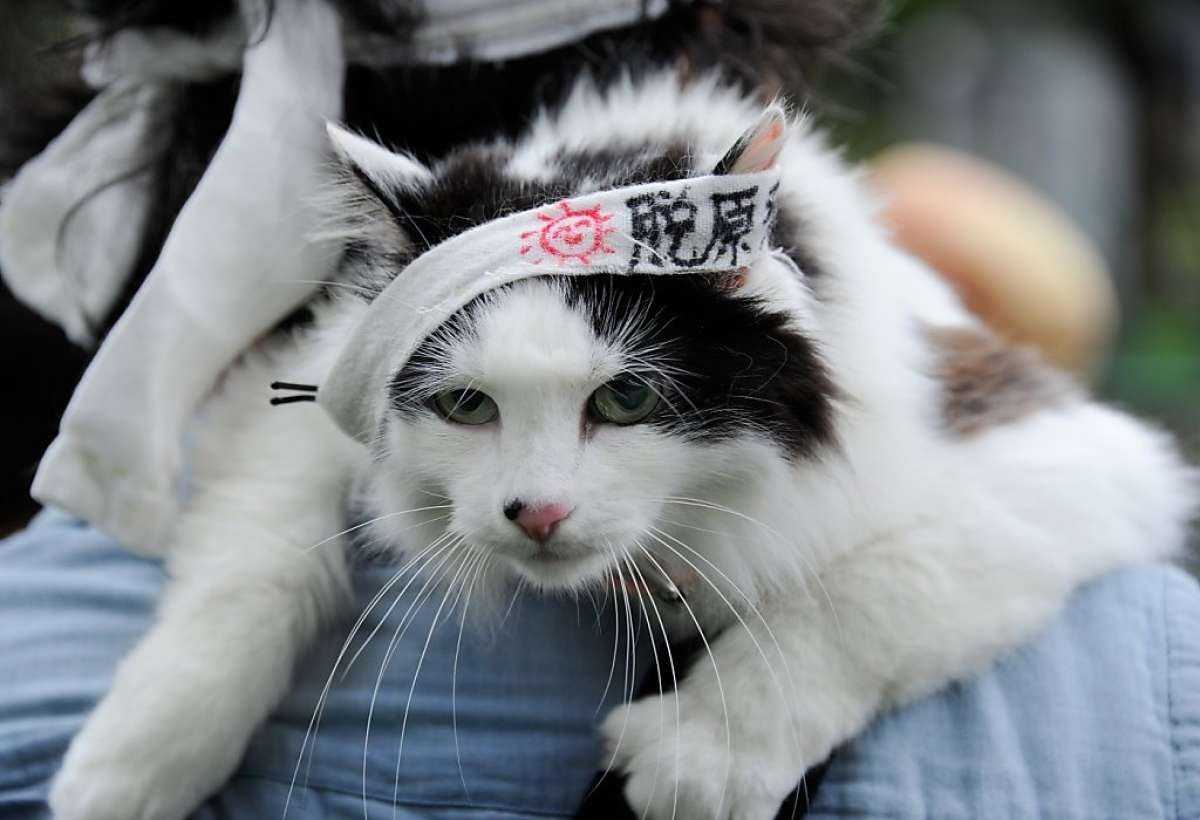 кошки японии