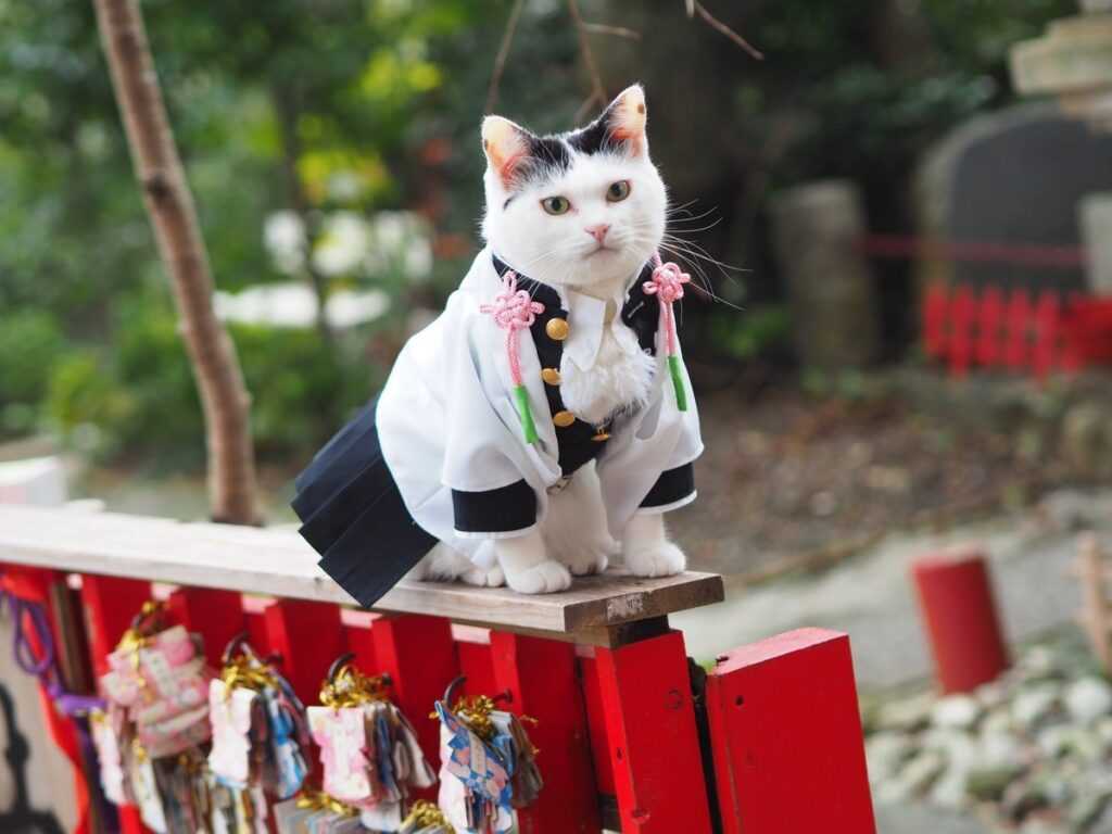 кот в японии