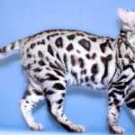 Серебристая бенгальская кошка