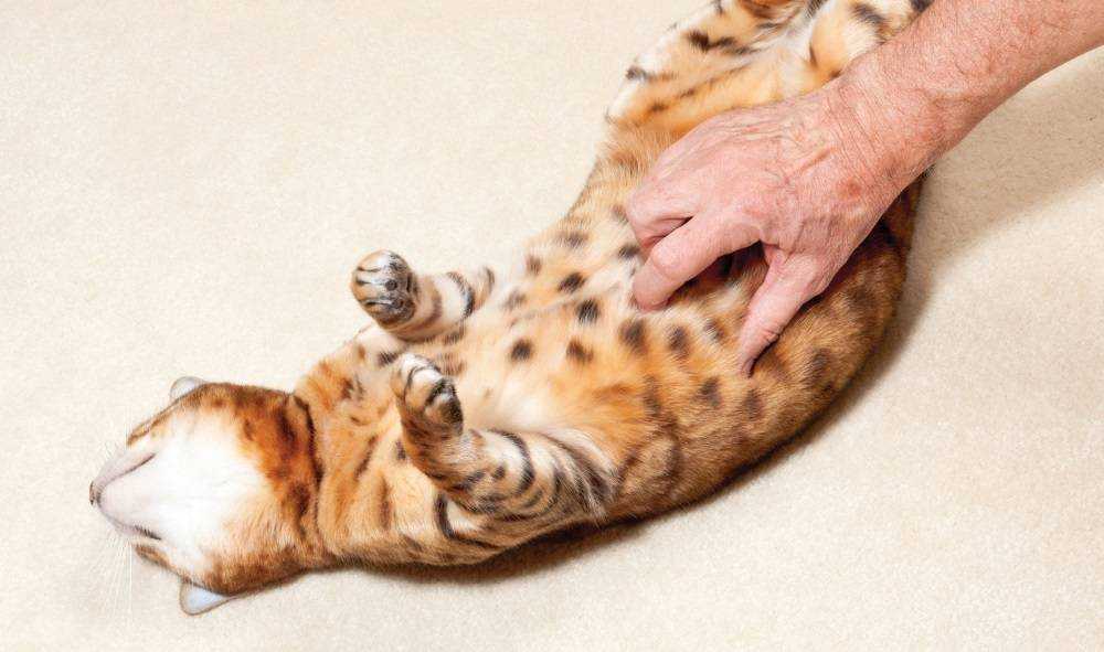 массаж кошке беременной