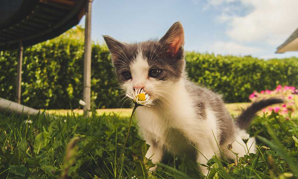 котенок нюхает цветок