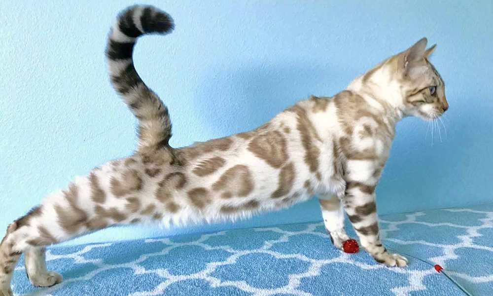 бенгальская кошка серебристый окрас