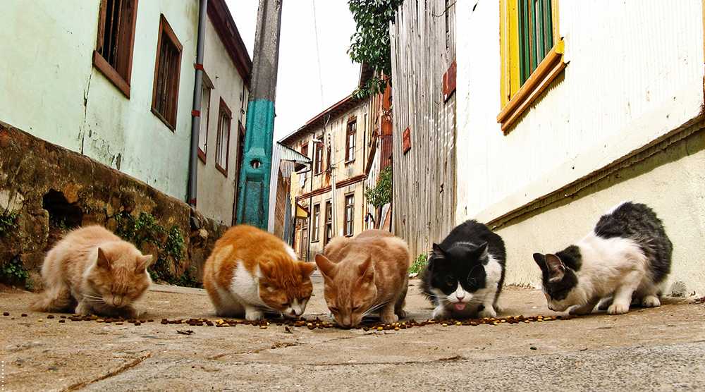 уличные коты