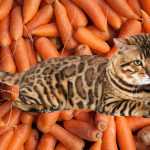 Можно ли кошкам морковь?