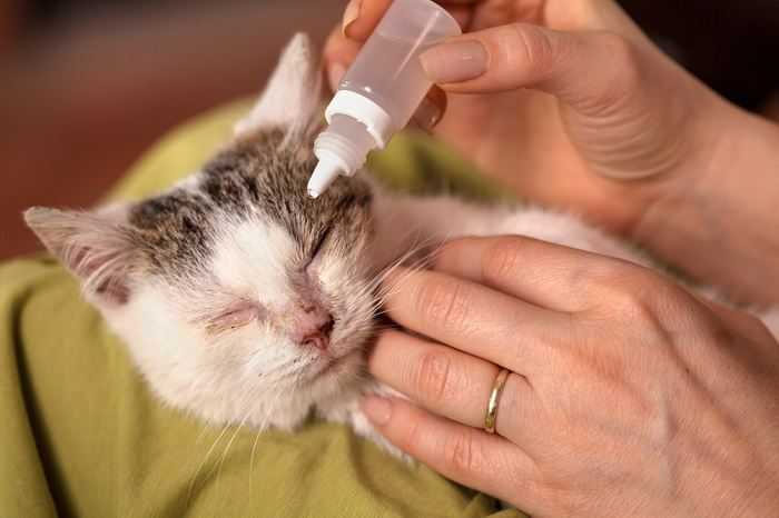 кошке лечат ринотрахеит 