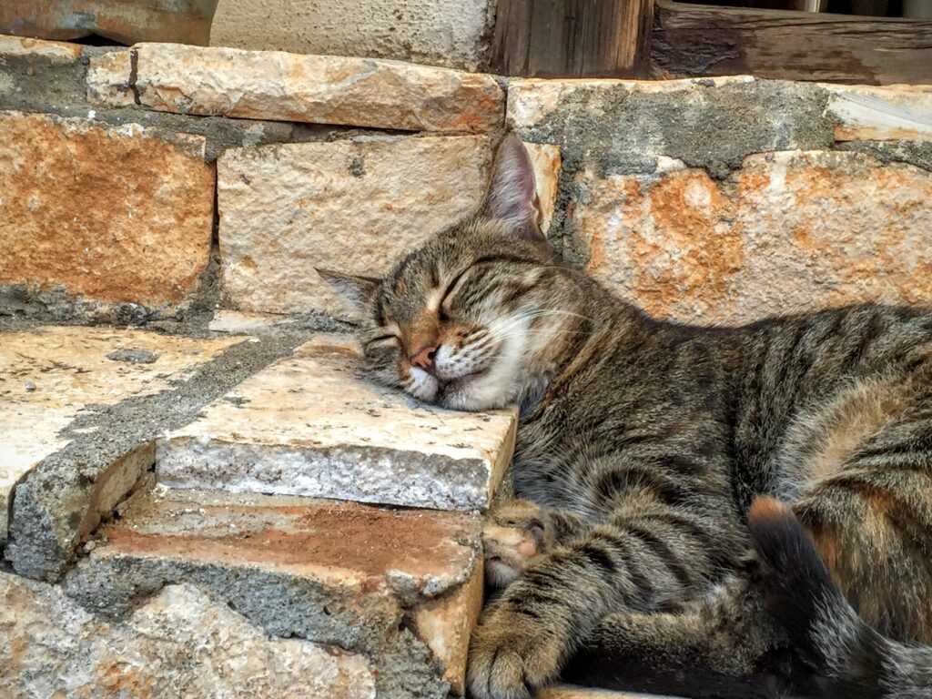 кот на улице в Турции