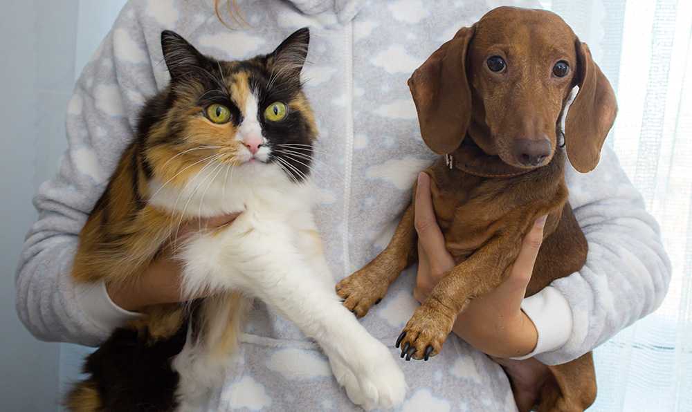 кот и собака на руках у ребенка