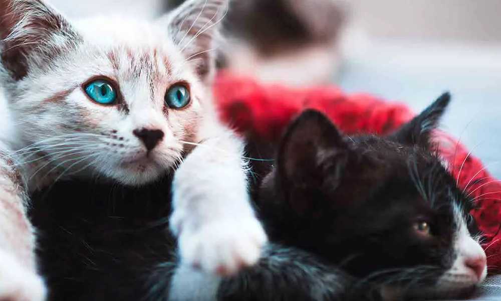 котята с яркими глазами