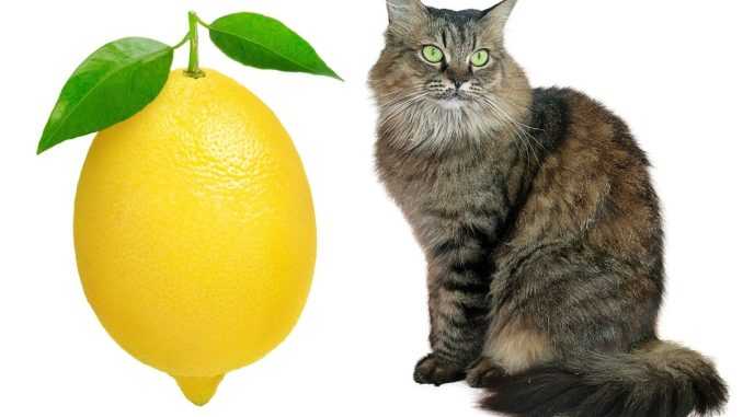кот и лимон