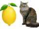 кот и лимон