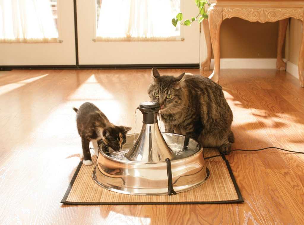 фонтан для кошки