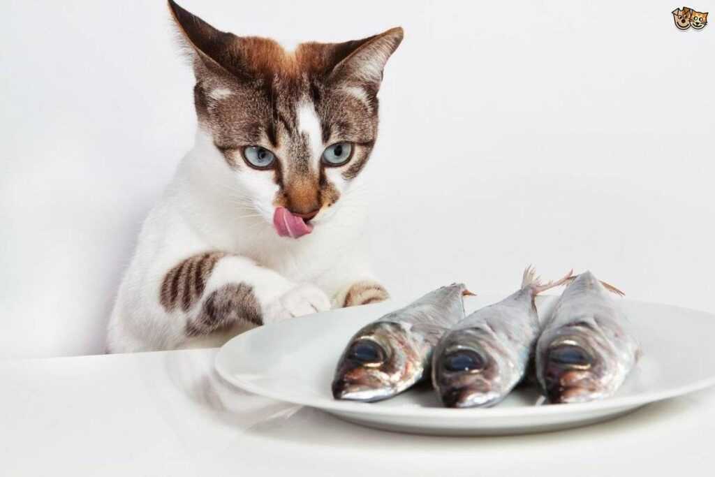 кошка и рыба на тарелке