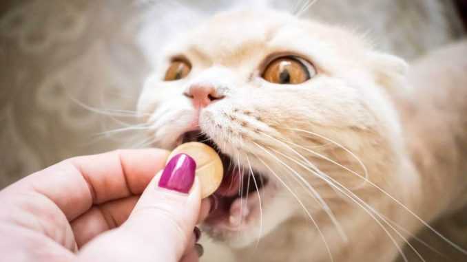 кошке дают таблетки