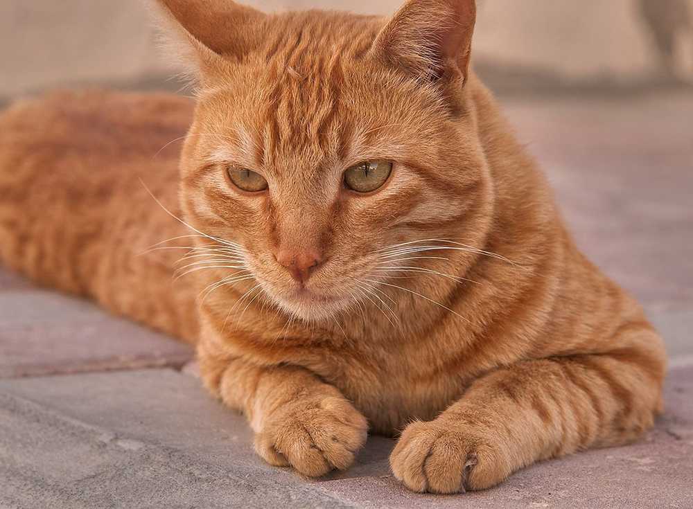 Рыжие полосатые коты: что это за порода? 10 представителей +интересные факты