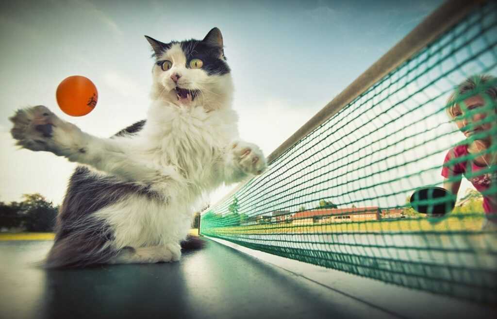 кошка играет с мячом