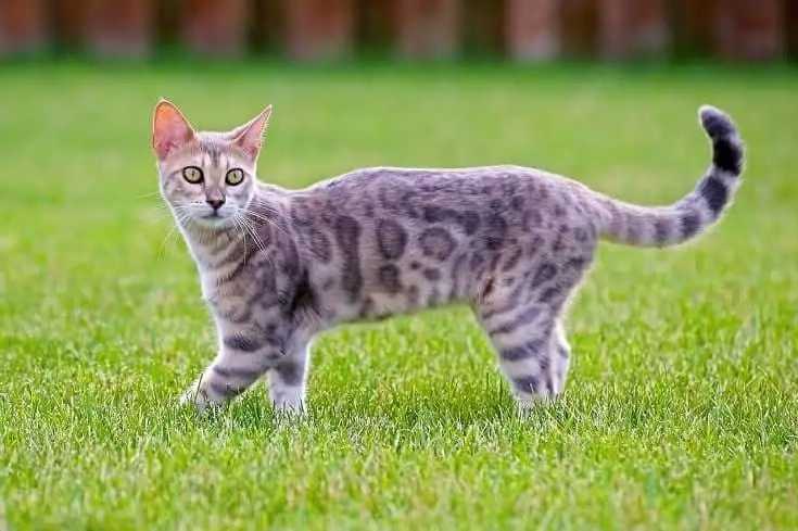 Бенгальская кошка Blue Silver