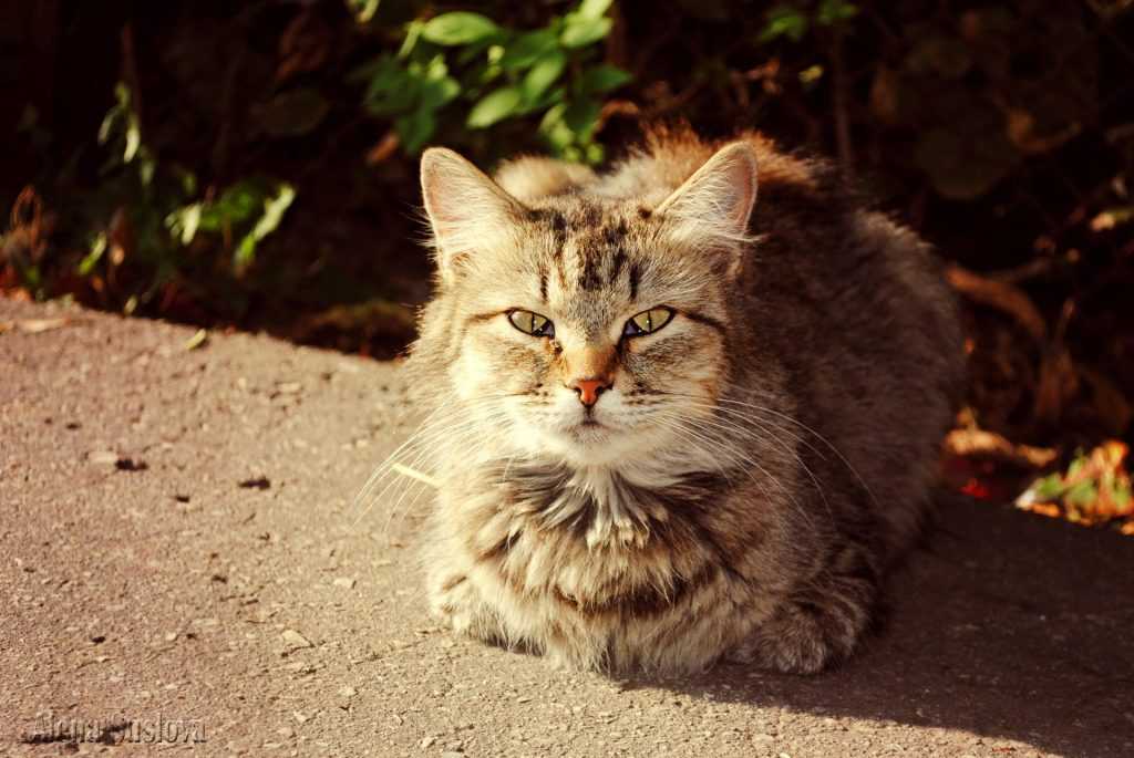 старая кошка на улице