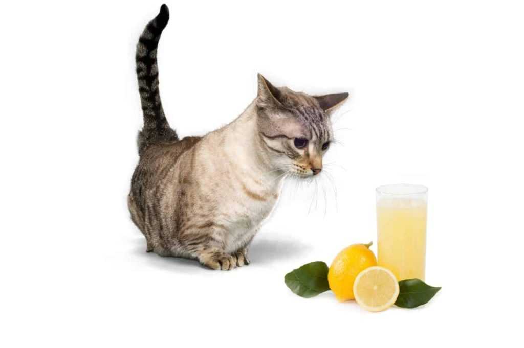кот и лимонный сок