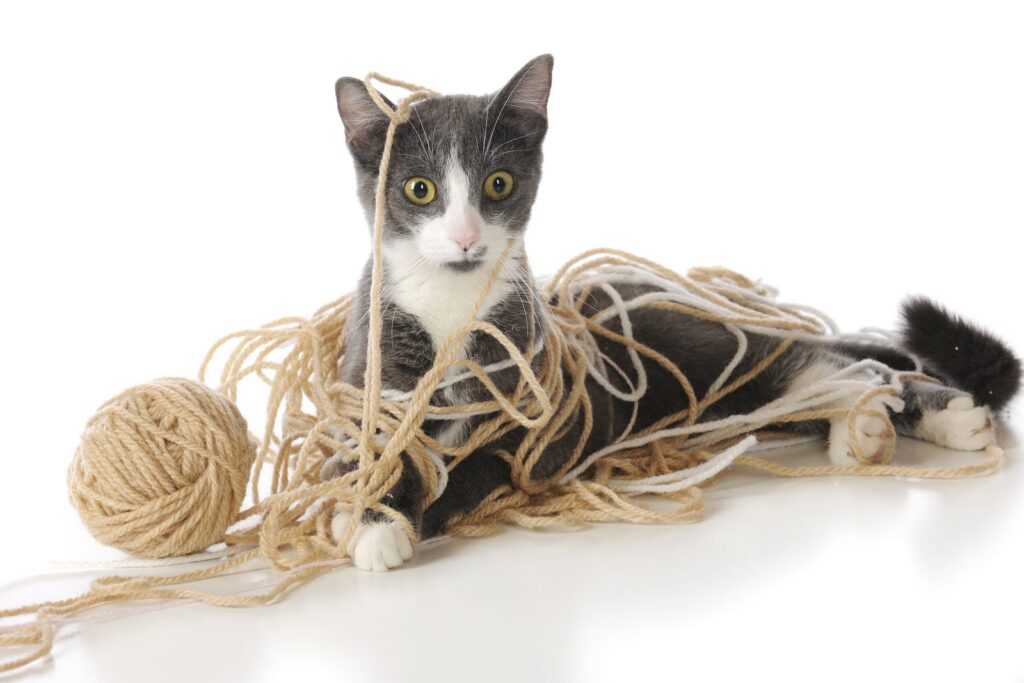 кошка играется с нитками