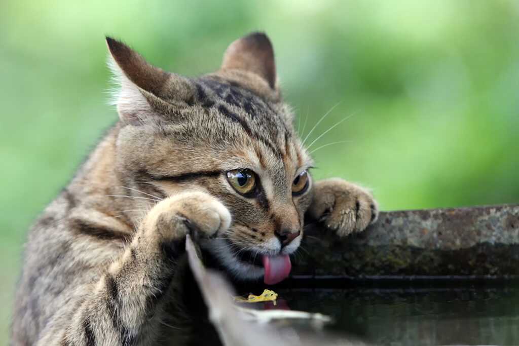 Как кормить кошек с диабетом?