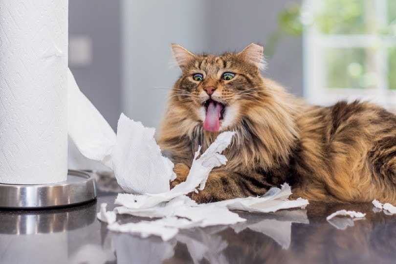 кошка ест бумагу