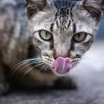 У кошки синий язык