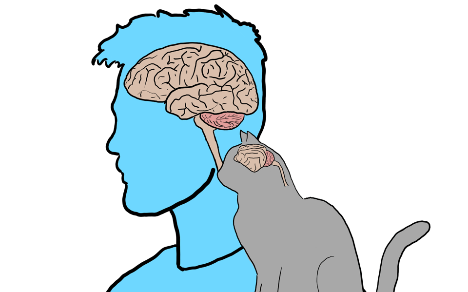 мозг кошки и человека