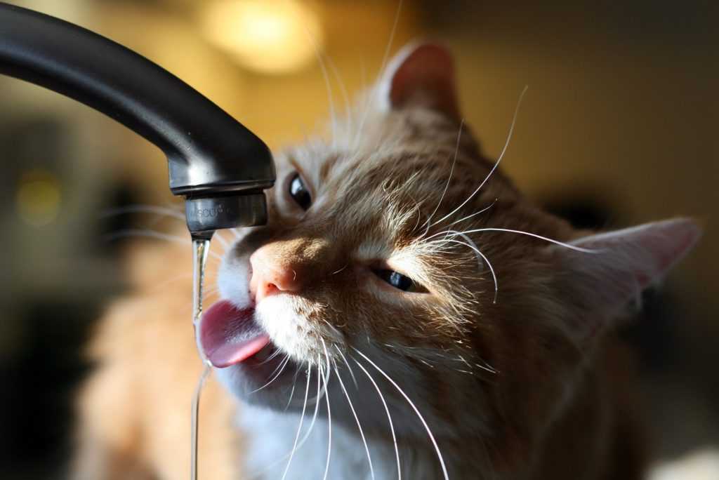 кот пьет из крана