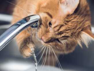 кот играет с водой из крана
