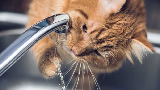 кот играет с водой из крана