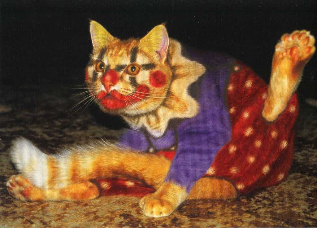 Cat clown. Кошку покрасили. Крашеные коты. Перекрашенный кот. Кошка с окрашенной шерстью.