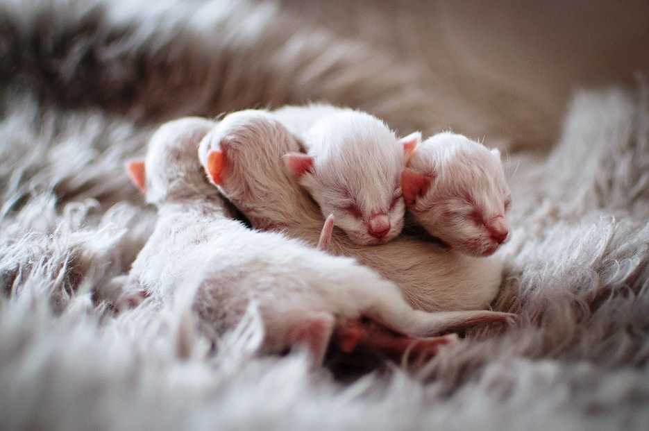 новорожденные кошки