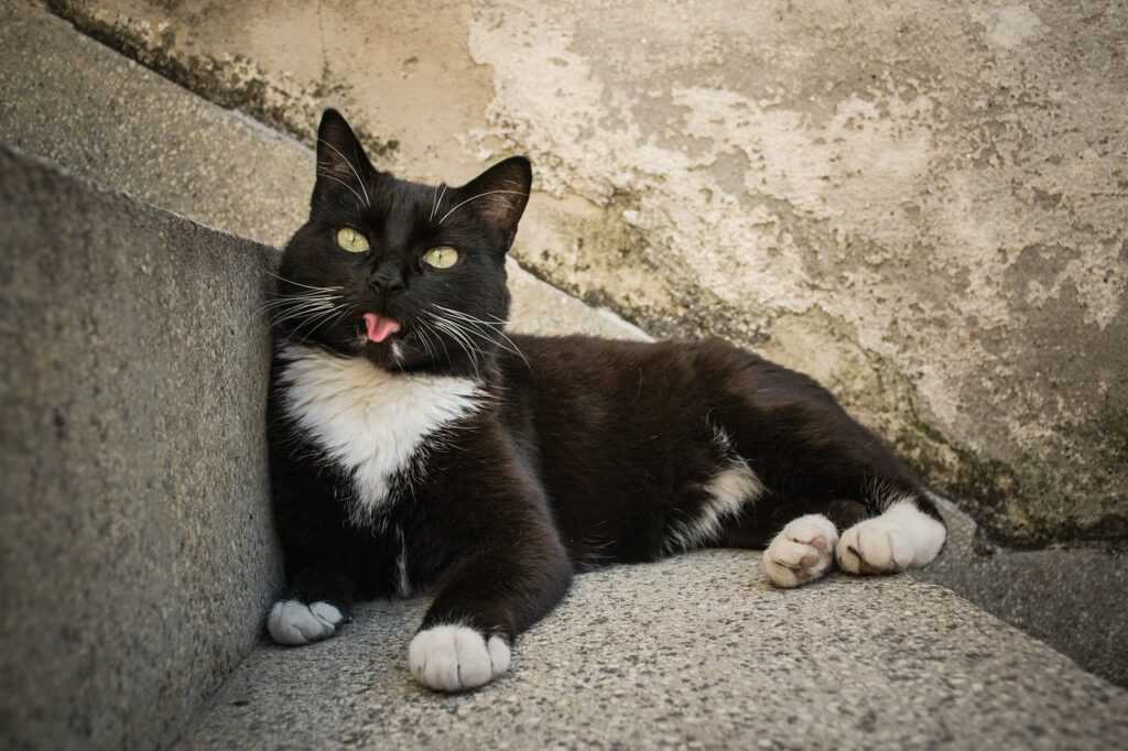кот на улице в Армении