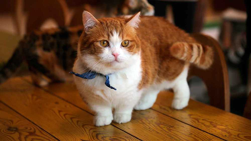 бело-рыжий манчкин кот