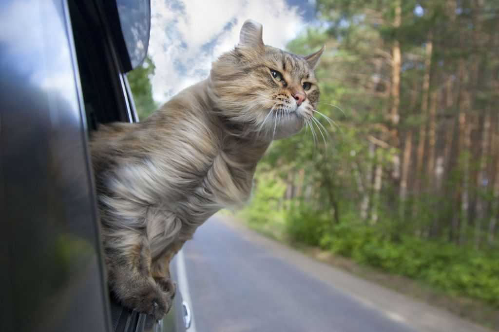 кошка и ветер