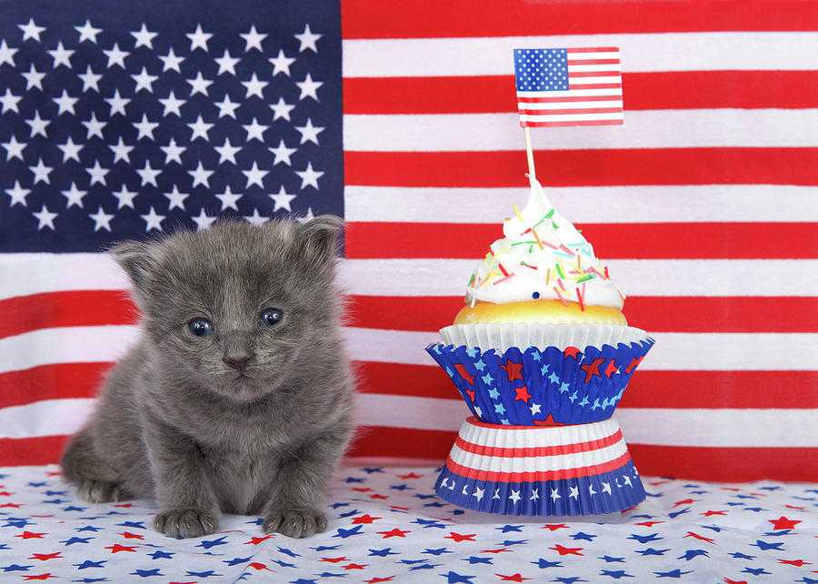 котенок на фоне флага США