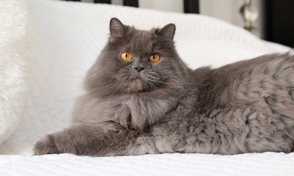 персидский кот