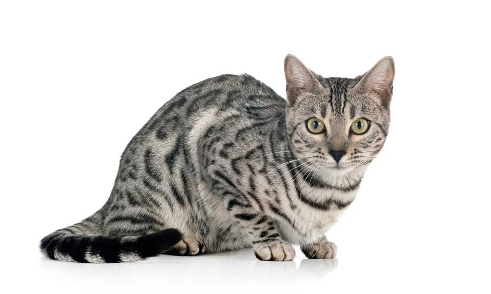 Серебряная бенгальская кошка