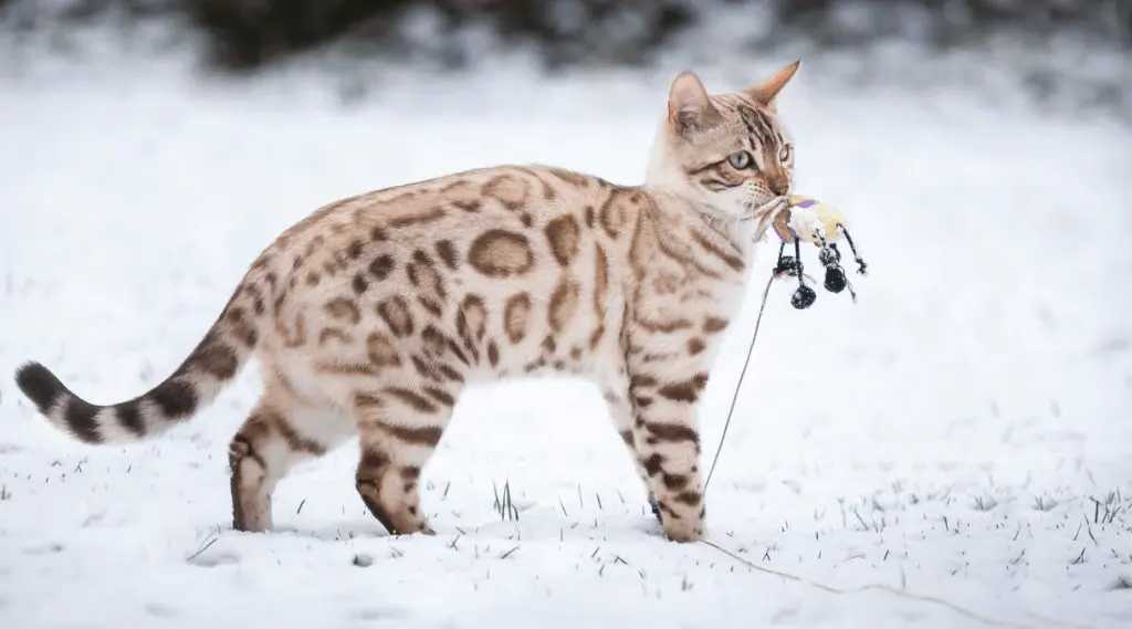 Серебристые снежные бенгальские кошки