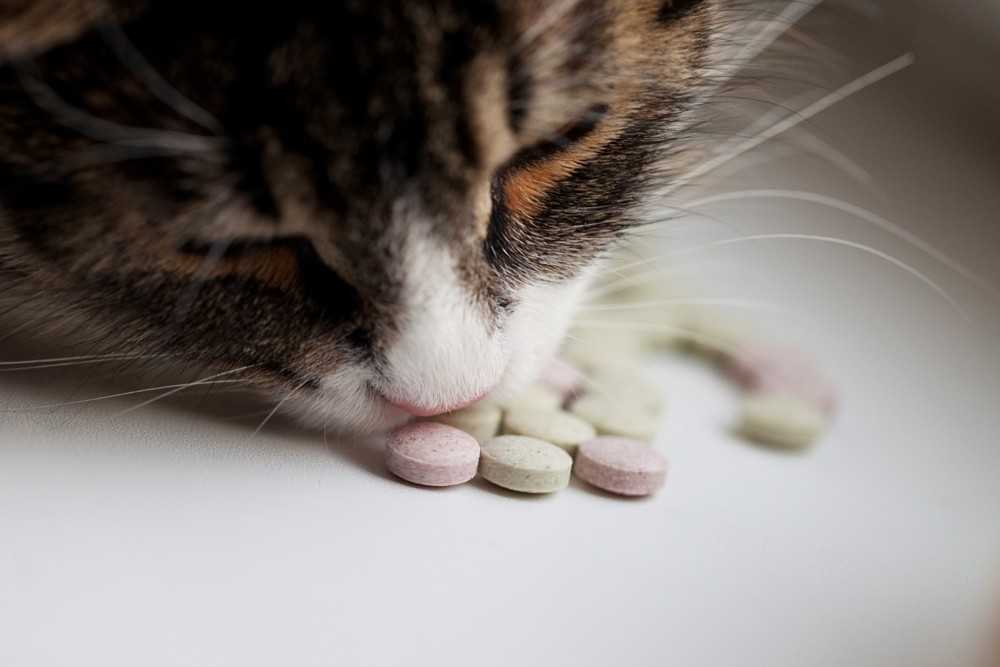 кот нюхает витамины