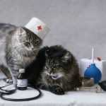 кошки врачи