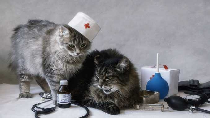 кошки врачи