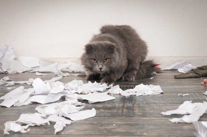 кошка и клочья бумаги